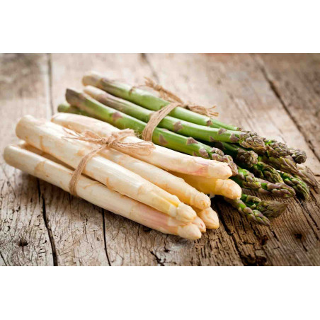 Spargel Bund