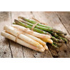 Spargel Bund