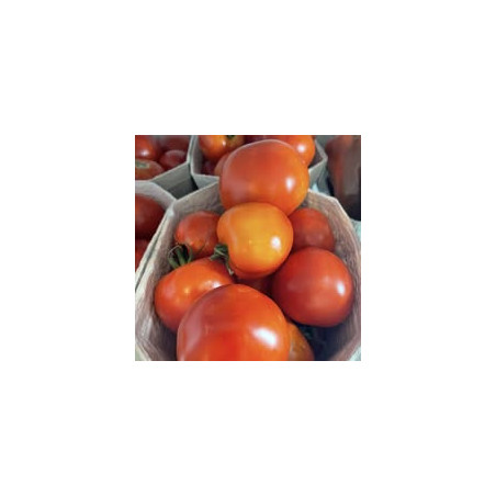 Paradeiser / Tomaten