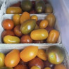 Paradeiser / Tomaten