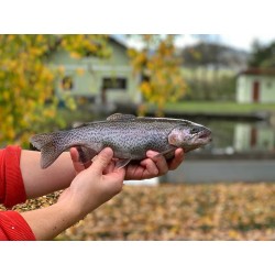 Räucherforelle filetiert