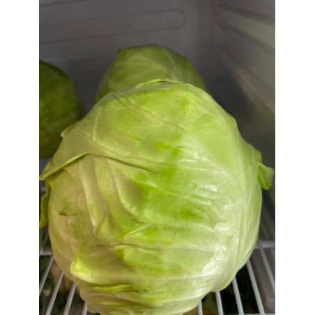 Kraut Stk