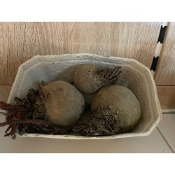 Rüben rot/gelb 500g