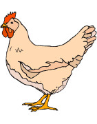 Vom Huhn