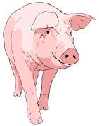 Vom Schwein